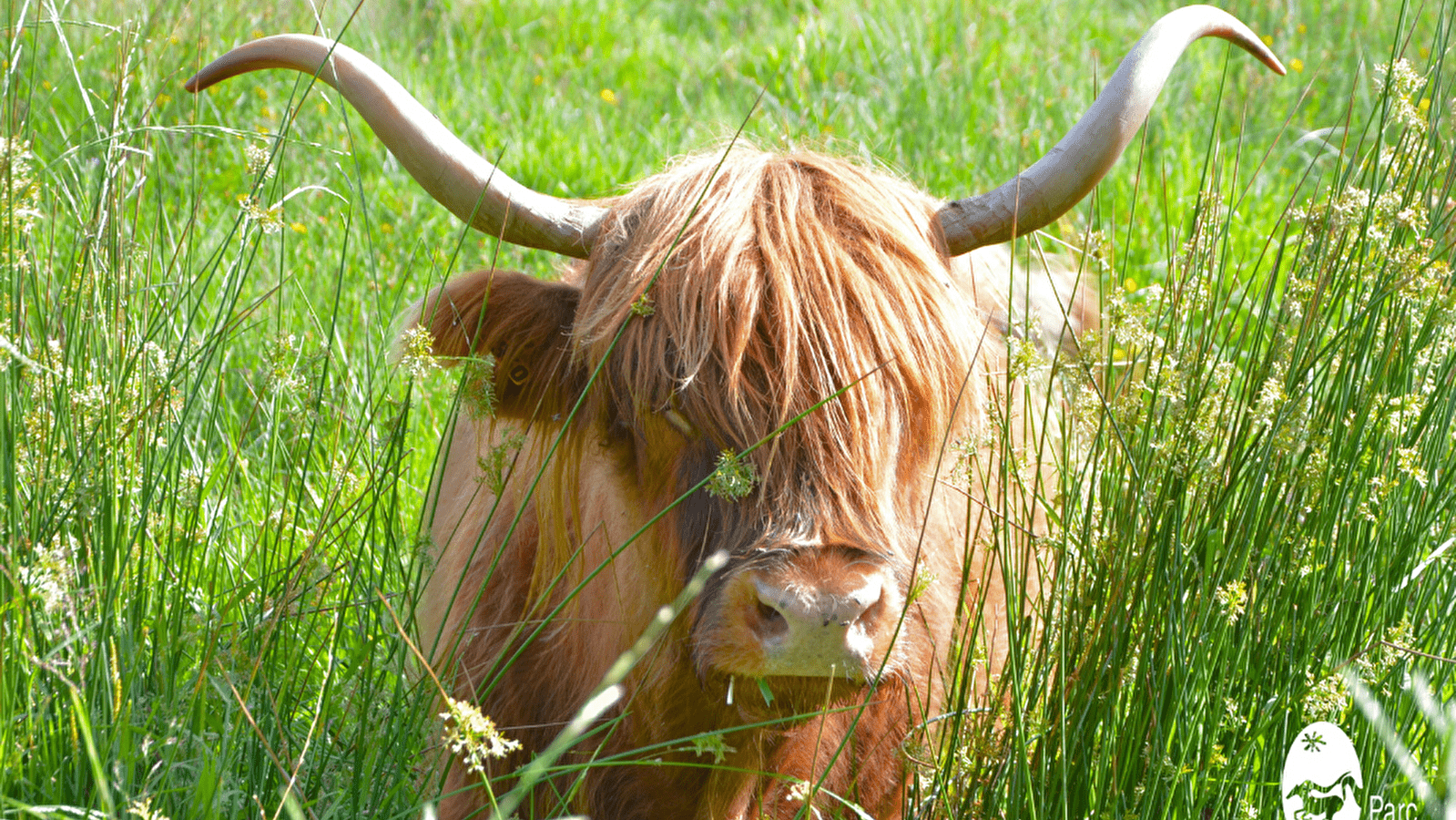 Vaches écossaises, prairies morvandelles !