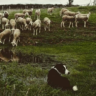 Les Bêêlles Morvandelles