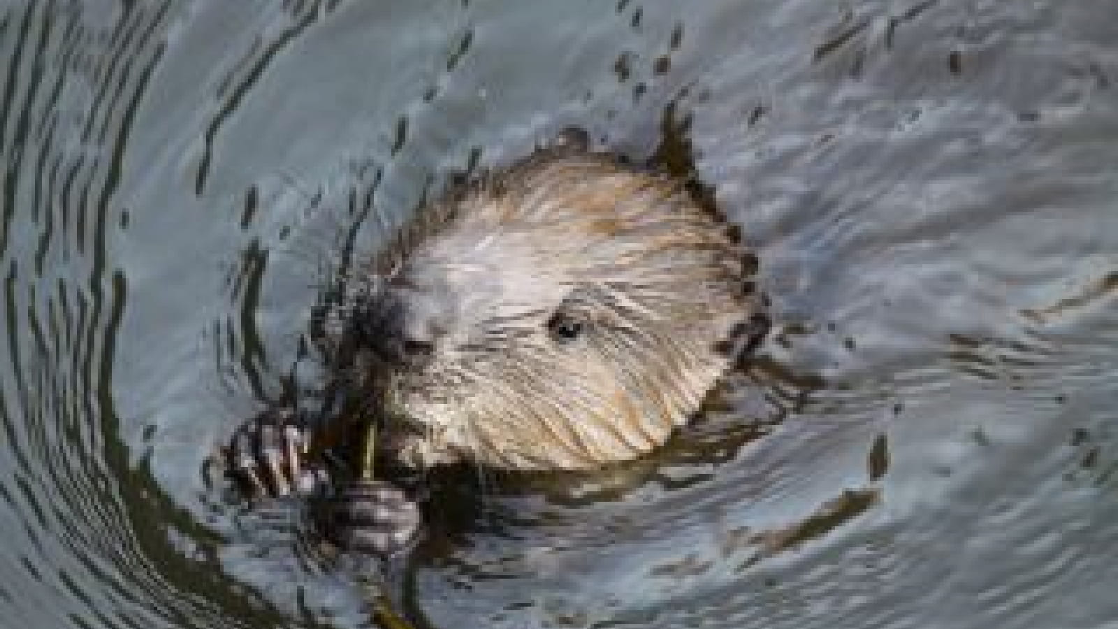 Sortie nature : En bateau à la rencontre des castors