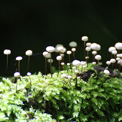 Sortie nature Quand le vivant nous inspire : le biomimétisme