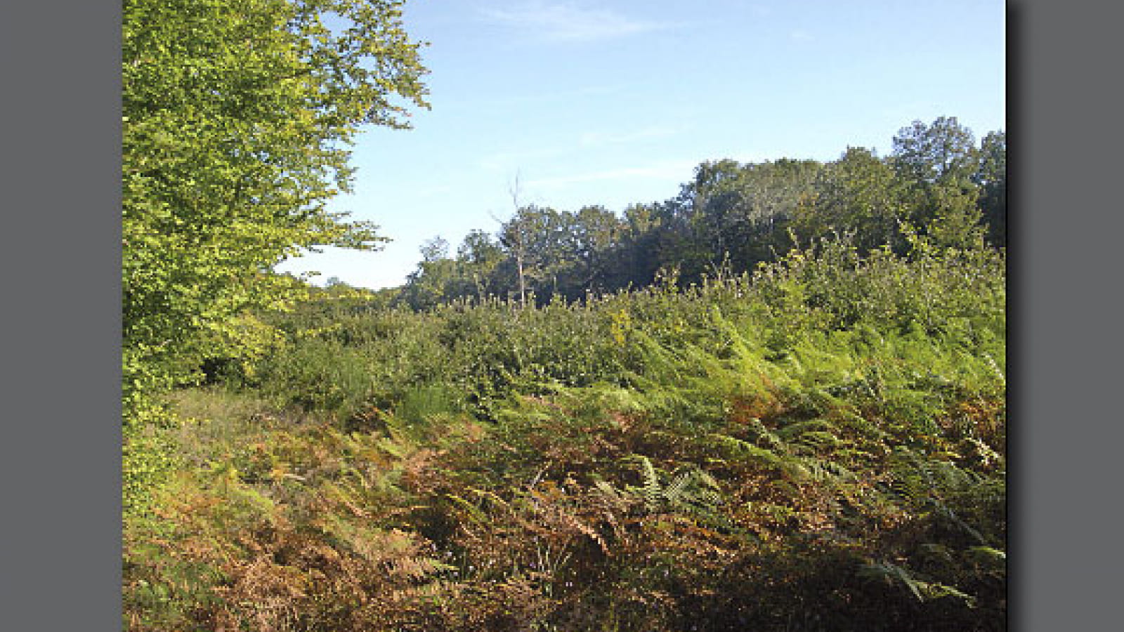 Forêt de Guérigny