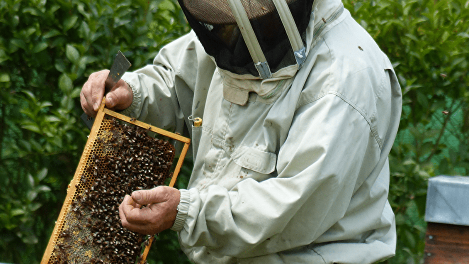 L'art de l'apiculture