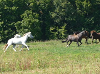 Association de Randonnées Equestres dans le Morvan - SAINT-BRISSON