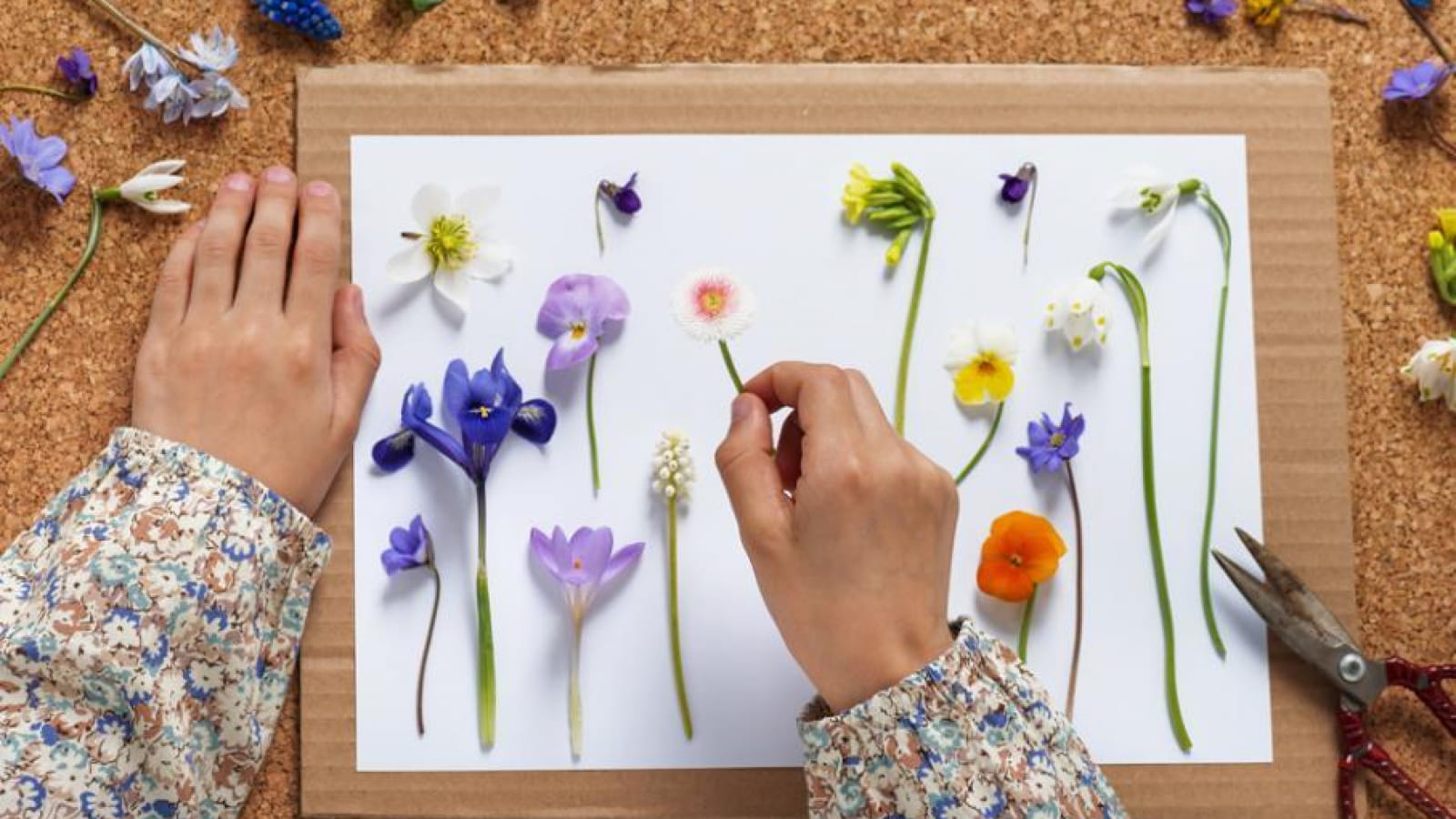 Animation nature : les belles des chemins