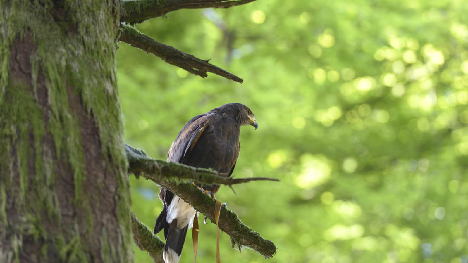 A tire d'ailes : randonnée avec des rapaces en liberté à Bibracte