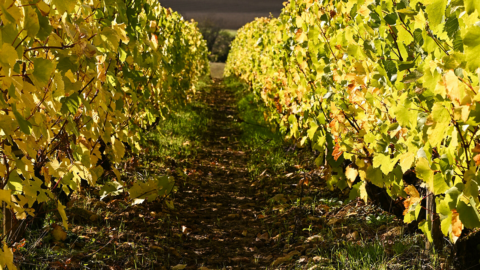 Vinitour Centre-Loire