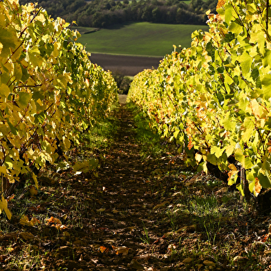 Vinitour Centre-Loire