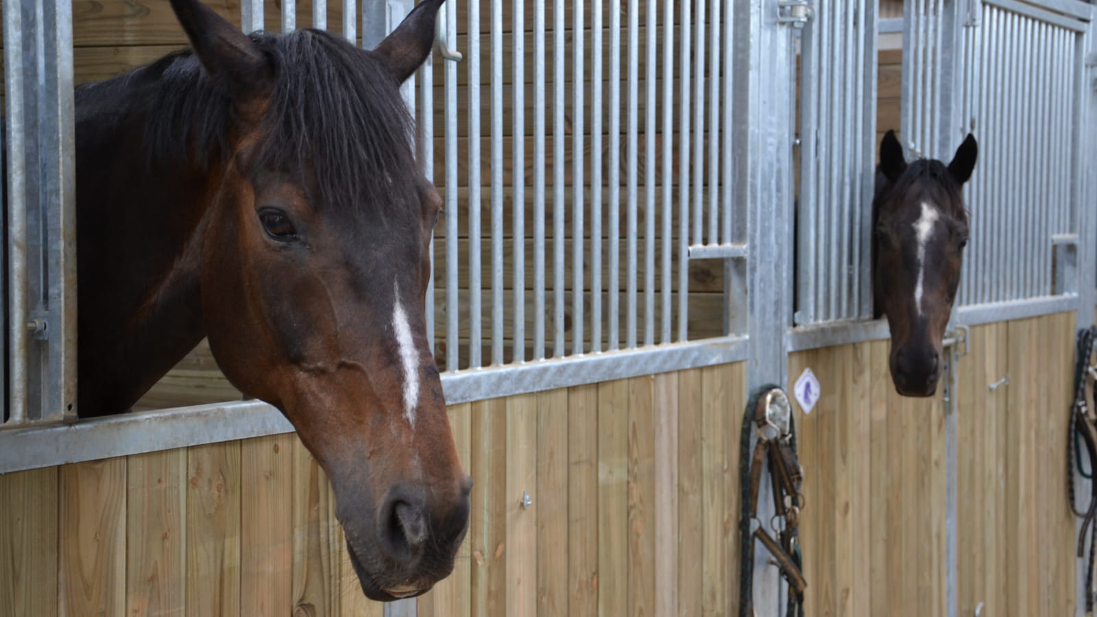 Haras de Tigran