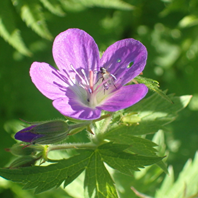 Stage botanique et usages des plantes (5 jours)