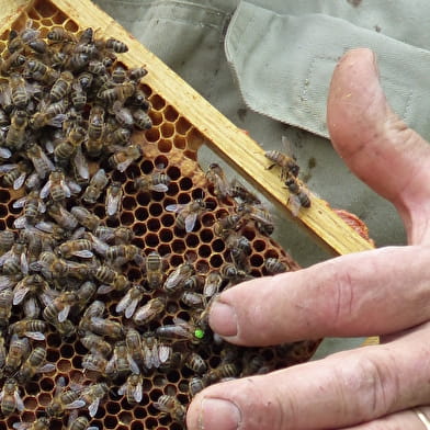 L'art de l'apiculture