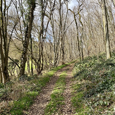 Promenons-nous dans les bois à Saint-Loup