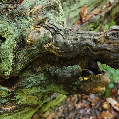 Sortie Nature : Histoires naturelles et poétiques