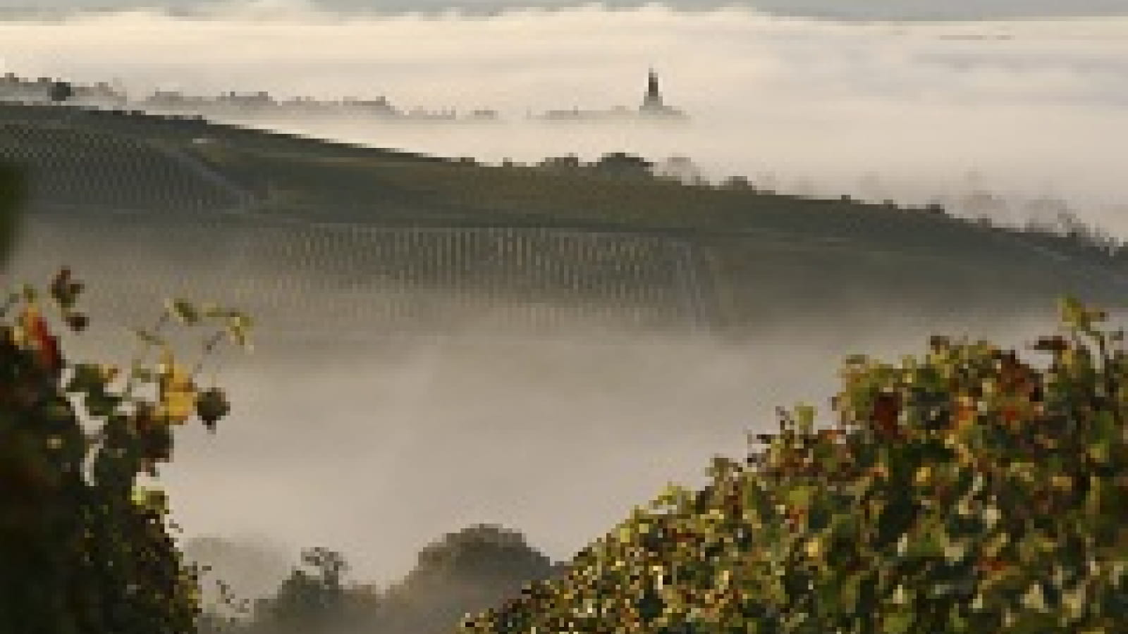 Domaine Serge Dagueneau et Filles