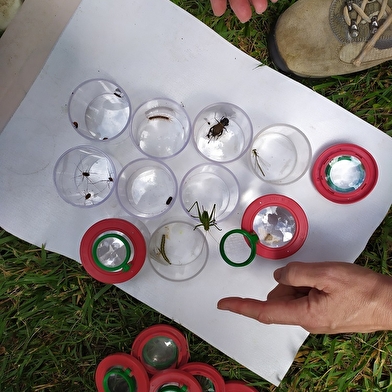 Les Aventuriers du Milieu de Loire : journée nature pour les 6-12 ans, spéciale 'Petites bêtes terrestres'
