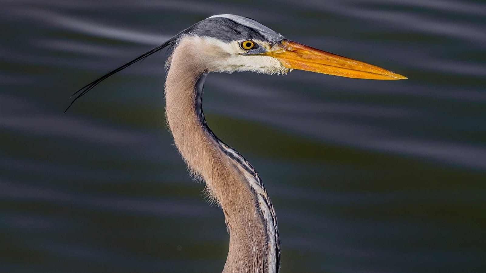 Drôles d'oiseaux