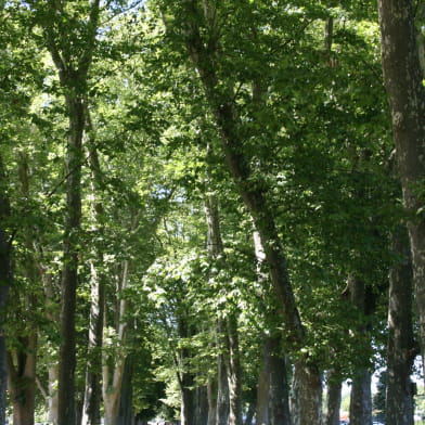 Promenade des Halles