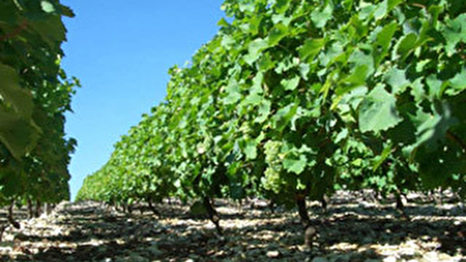Domaine Les Ormousseaux