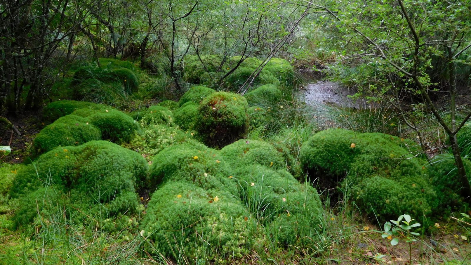 Sentier de découverte des Mardelles