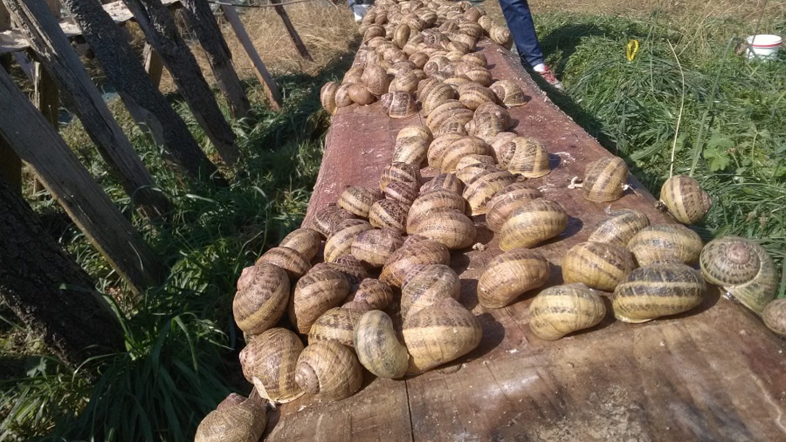 Les Escargots du Bois