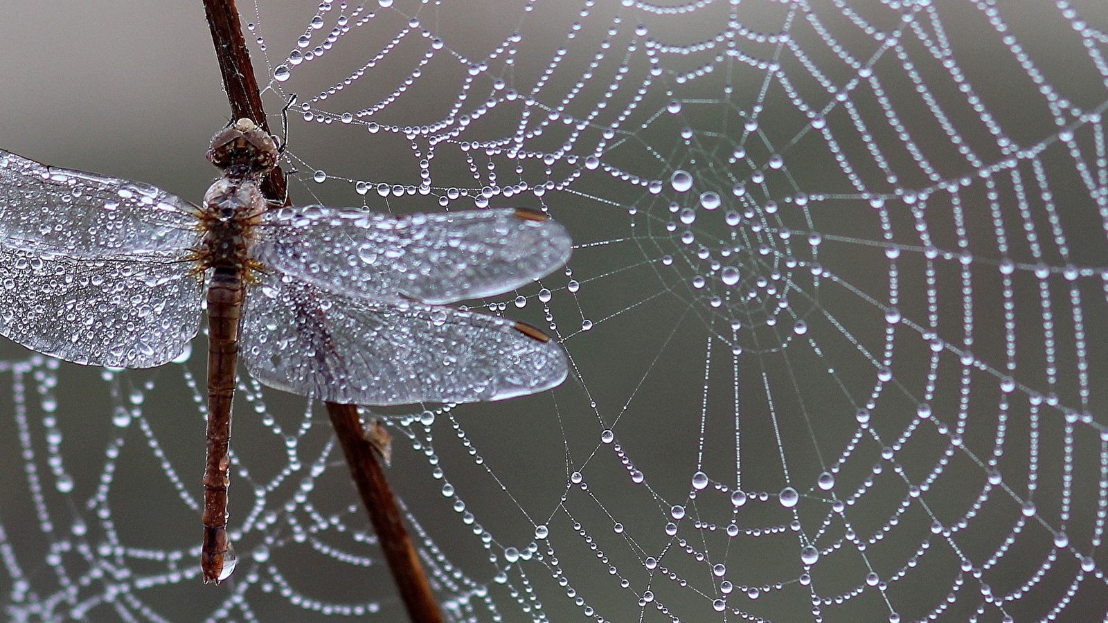 Sortie nature Quand le vivant nous inspire : le biomimétisme