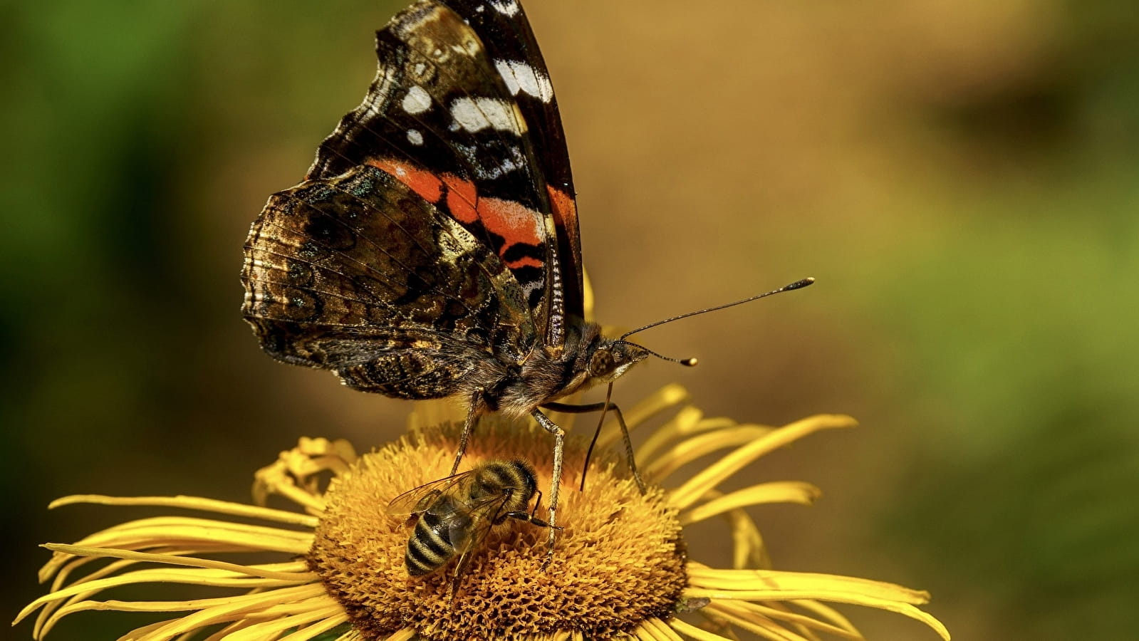 Journée de la Biodiversité 