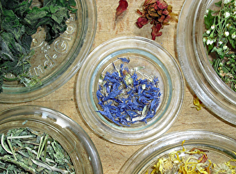 Stage botanique et usages des plantes (5 jours) - OUROUX-EN-MORVAN