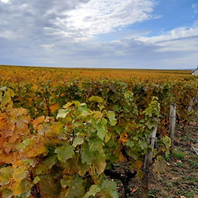 De la vigne au vin à Pouilly