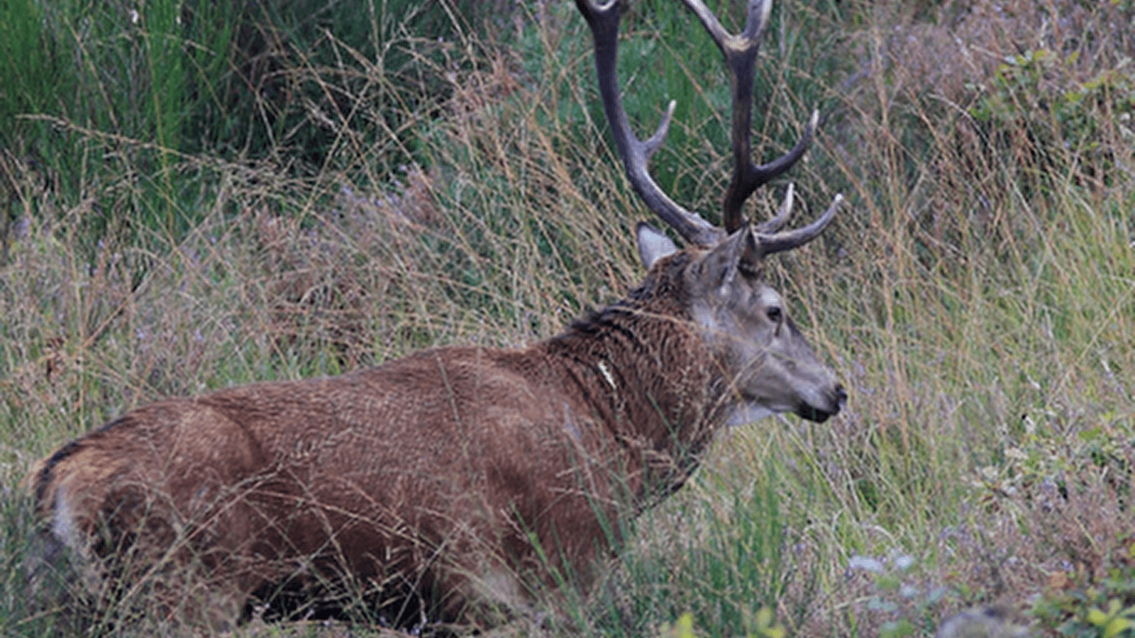 A la rencontre du cerf