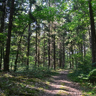 Forêt de Prémery