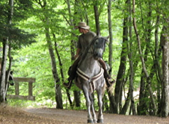 Ecole d'Equitation - Les Gambades - GACOGNE