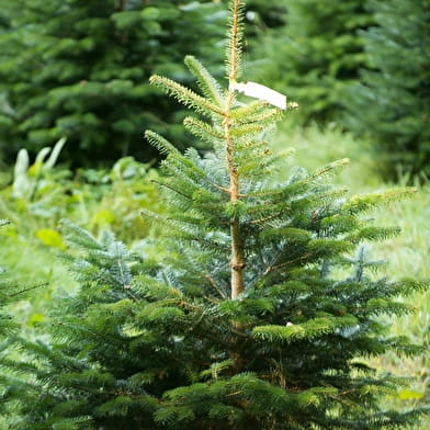 Association française du sapin de Noël naturel