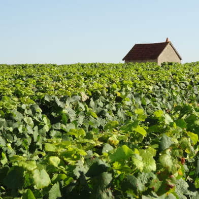 Vignoble des Coteaux du Giennois