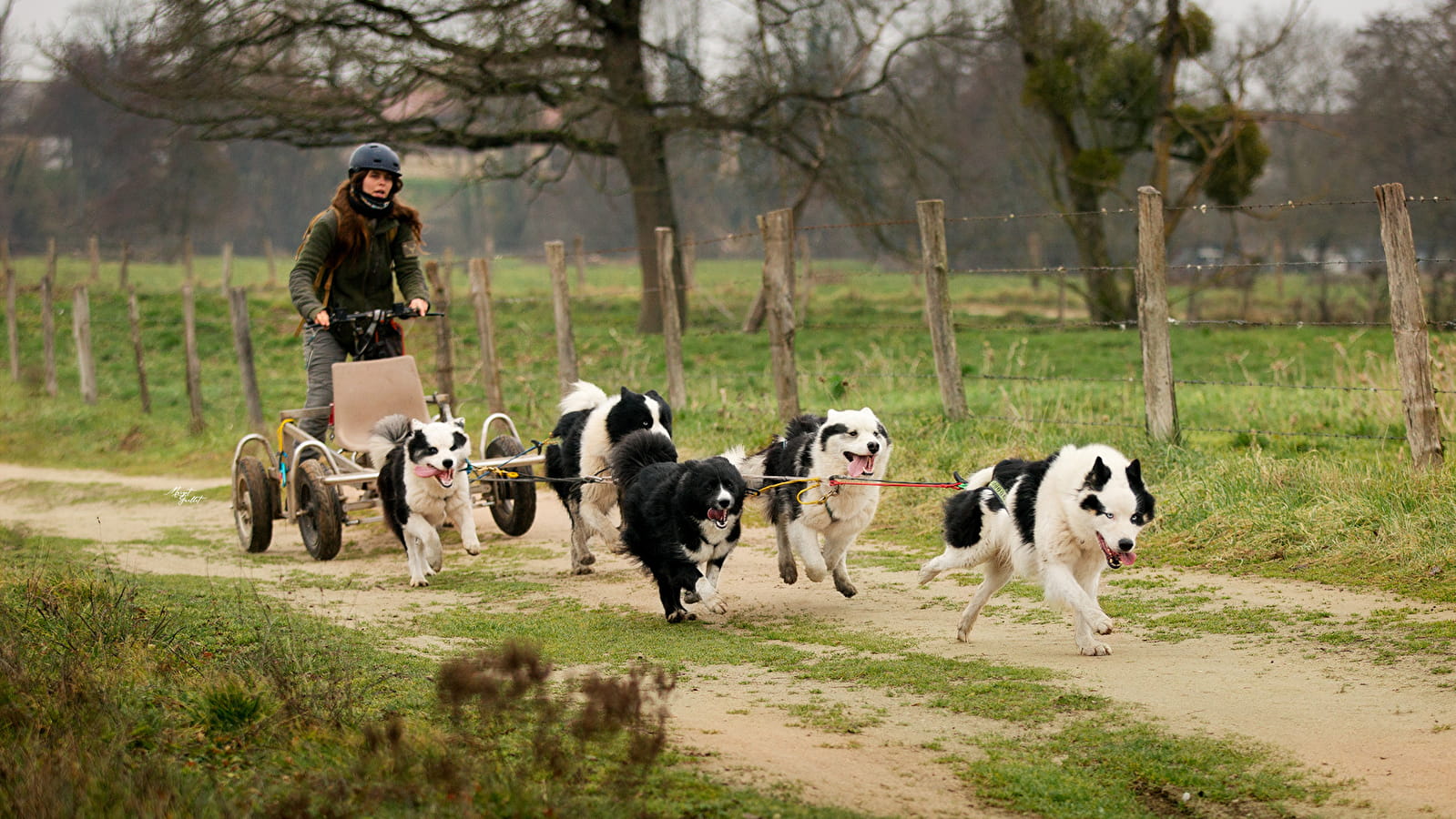 Journée porte ouverte - Chiens Iakoutes