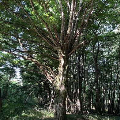 Sortie Nature : La forêt protège