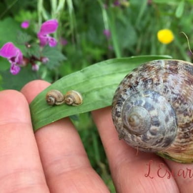 L'escargot sur Loire 