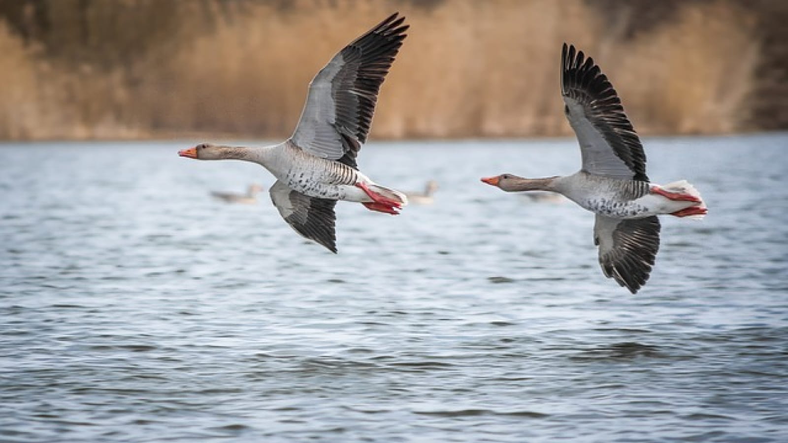 Sortie nature : Les oiseaux hivernants des étangs de Vaux
