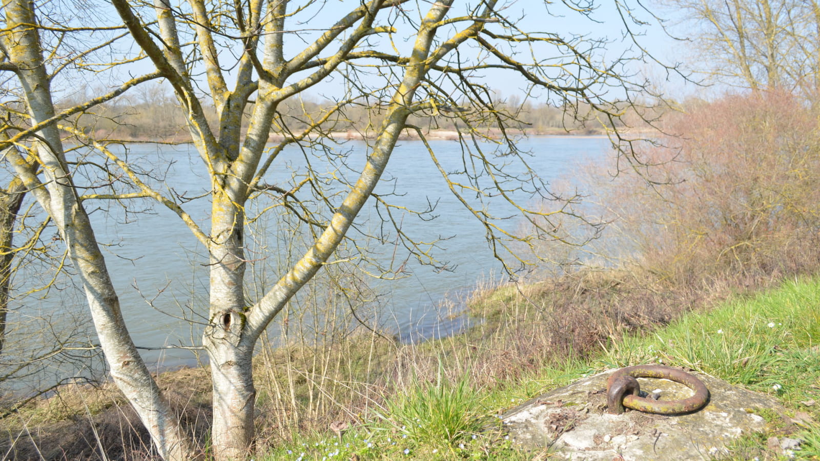 De l'eau et des arbres
