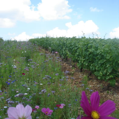 Domaine de la Petite Forge