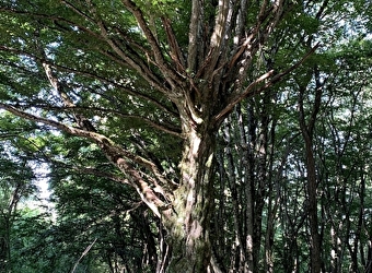 Sortie nature : Les arbres communiquent - RAVEAU