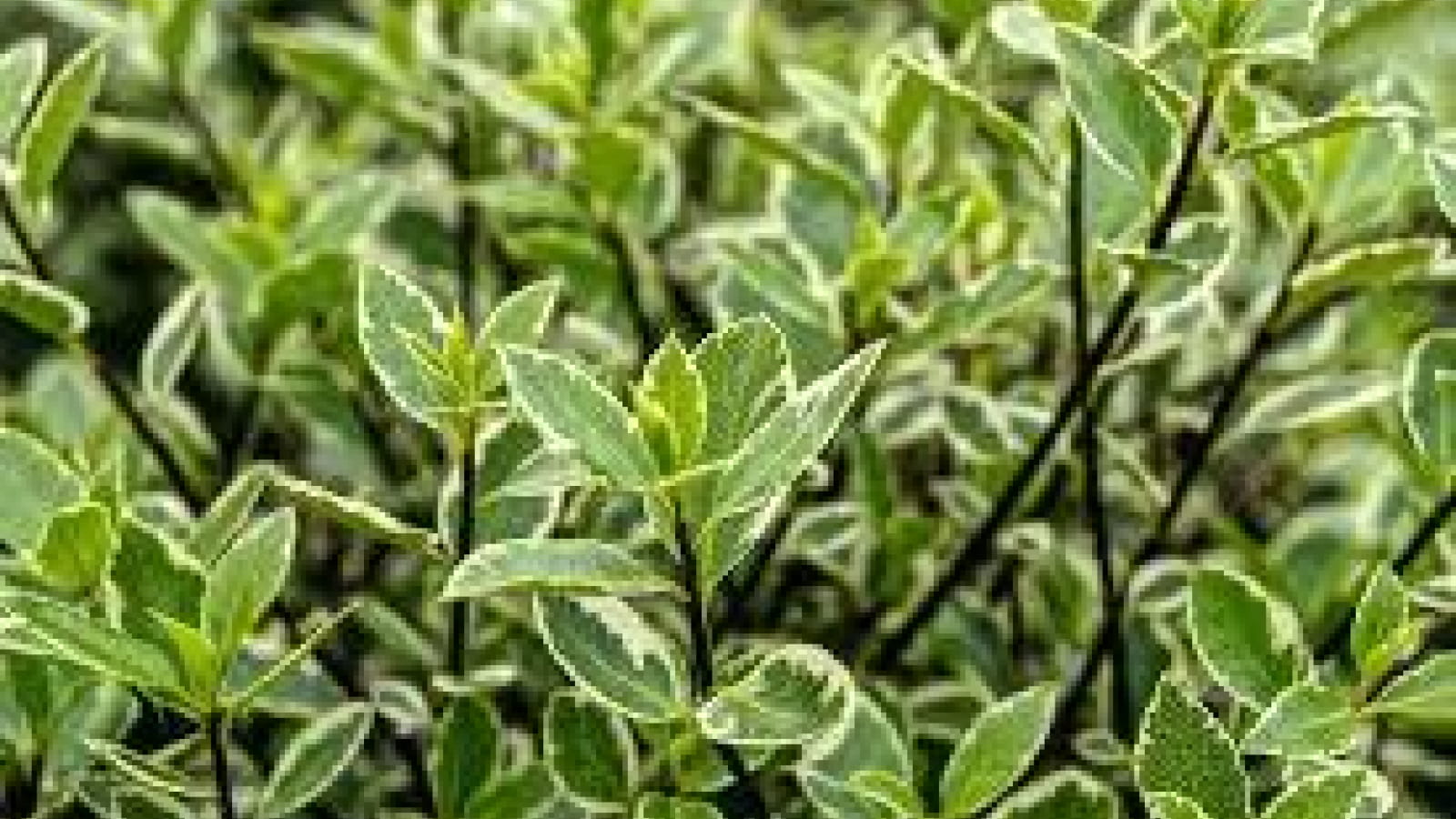 Cueillette de plantes sauvages