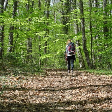 Forêt des Bertranges