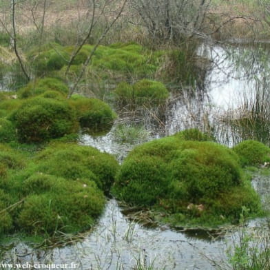 Forêt de Prémery