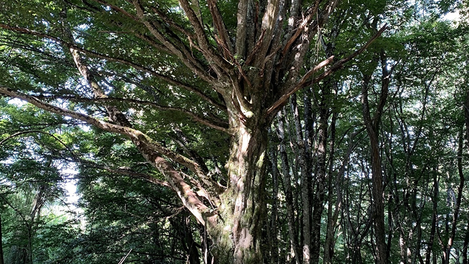 Sortie nature : Les arbres communiquent