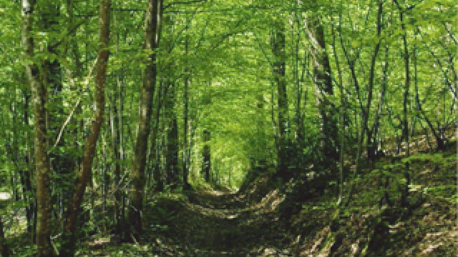 Balades et Randonnées en Val du Beuvron