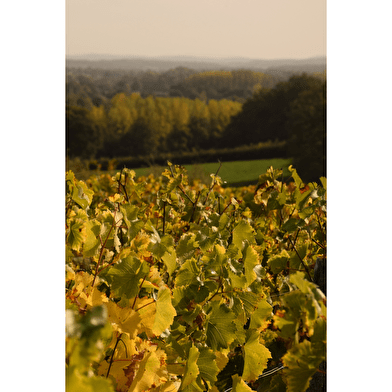 Vignoble de Tannay