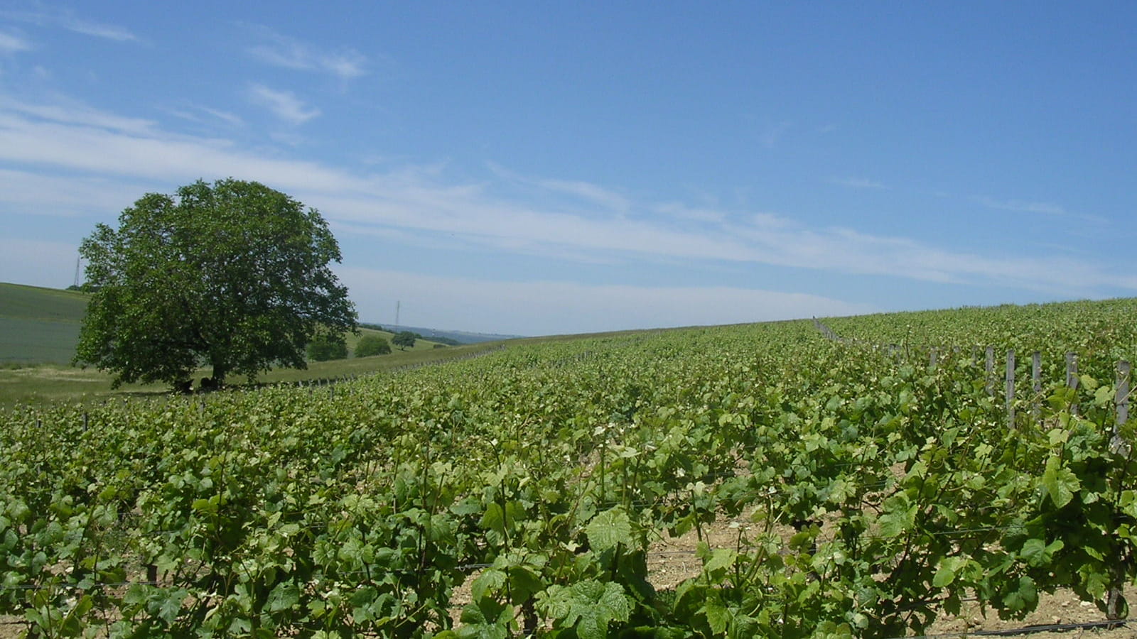 Vignoble des Coteaux du Giennois