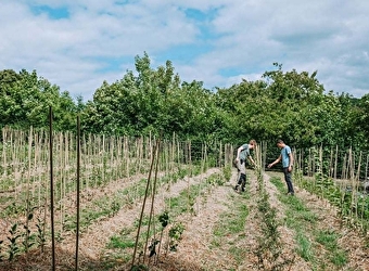 Les Rameaux Fruitiers - DORNECY