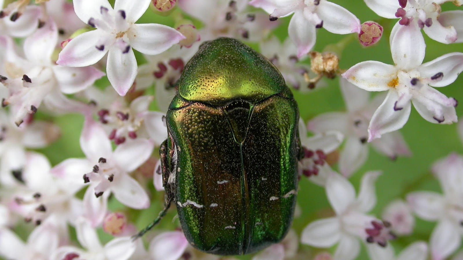 Sentier des cigognes / Insectes et Cie...