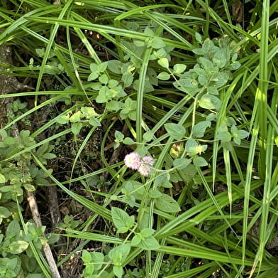 Sortie Nature : Cueillette et herborisation
