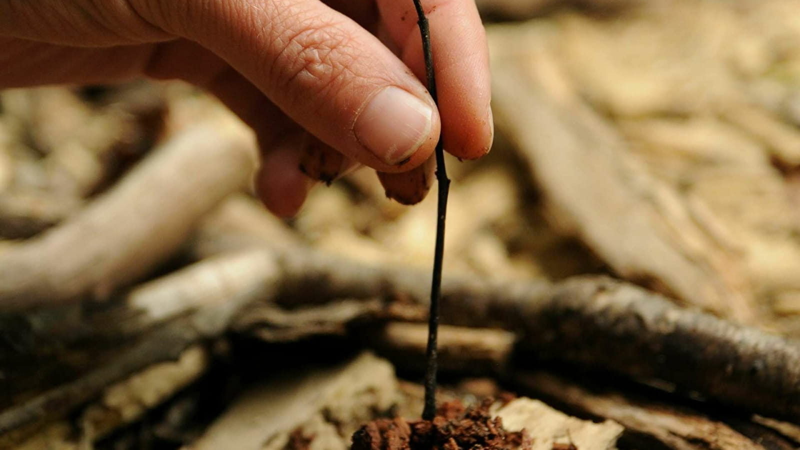SORTIES NATURE et ATELIERS 'Rien Que Pour Vous !'